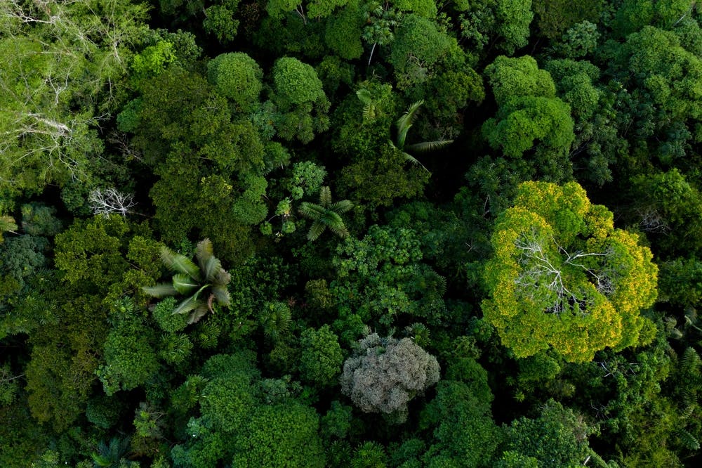 DeepForest Technologies: Pioneering Software for Forest Analysis via Drone Imagery